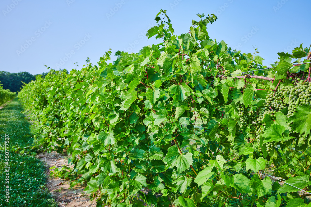 View down vineyard with green grapes growing on the vine under clear blue sky View down vineyard with green grapes growing on the vine under clear blue sky