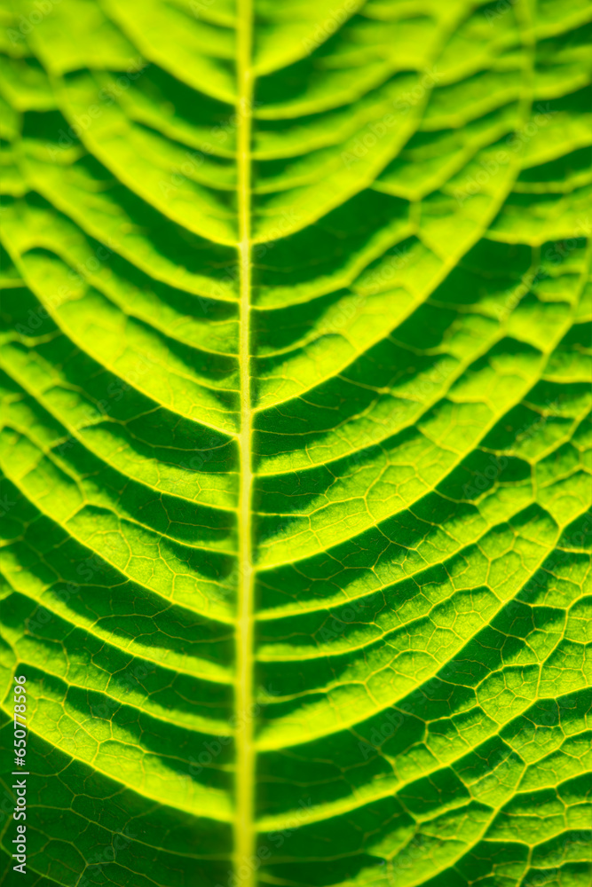Bright green translucent leaf of a flowering plant in Sauerland. Macro close up with delicate structures and veins, midrip and petioles backlit by sunlight. Organic background colored by chlorophyll. Bright green translucent leaf of a flowering plant in Sauerland. Macro close up with delicate structures and veins, midrip and petioles backlit by sunlight. Organic background colored by chlorophyll.