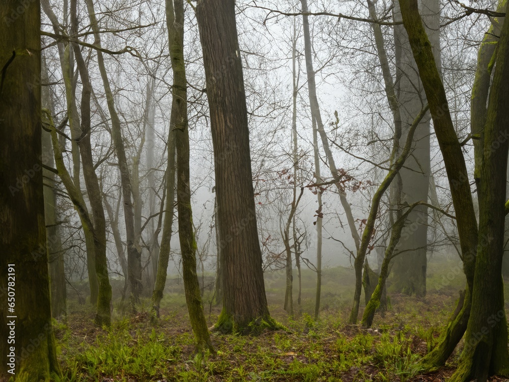 Fototapeta premium morning in the woods