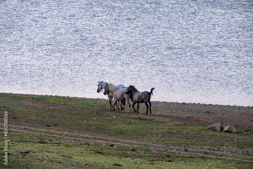 horses on the beach