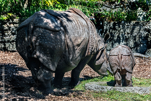 Great indian rhinoceros female and her kid. Latin name - Rhinoceros unicornis  
