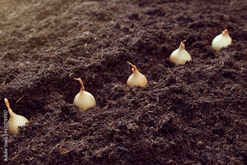 How to plant onions. The process of sowing onion seeds in the open ground, soil