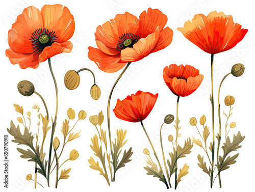watercolor drawing of poppies flower © adince
