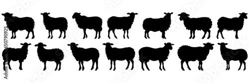 Sheep silhouettes set  large pack of vector silhouette design  isolated white background