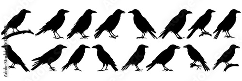 Raven crow halloween silhouettes set, large pack of vector silhouette design, isolated white background