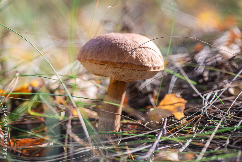 Beautiful moss mushroom grows in the forest, macro photography, autumn Beautiful moss mushroom grows in the forest, macro photography, autumn
