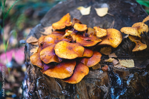 false mushrooms on the stump. Forest, autumn