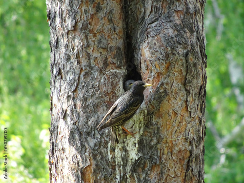 Common Starling (Sturnus vulgaris) feeding fledgling in tree hollow in spring.