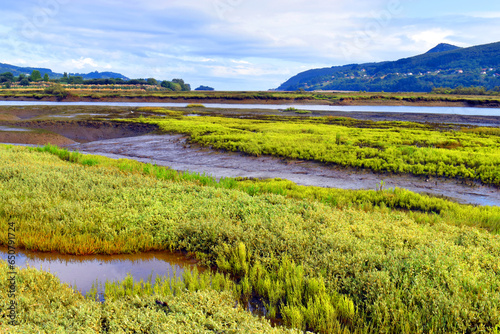 Canvas Print Landscape of the Urdaibai marshes with brackish water vegetation (halofite)