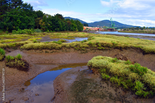 Canvas Print Landscape of the Urdaibai marshes with brackish water vegetation (halofite)