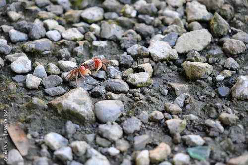 川の近くにいたサワガニ　Sawagani near the river