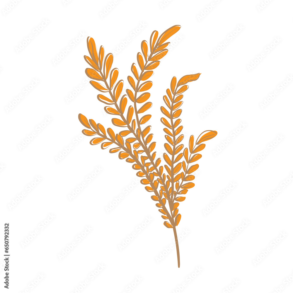 wheat ears isolated on white wheat ears isolated on white