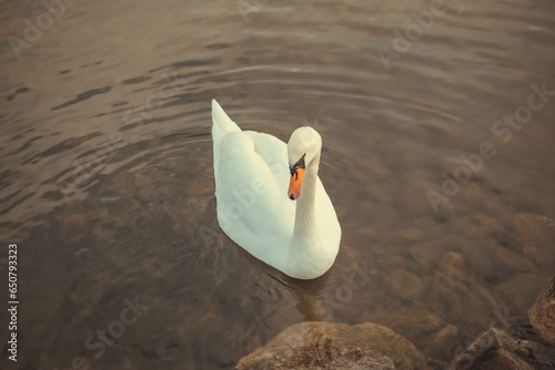 Fototapeta Naklejka Na Ścianę i Meble -  White swan swimming near the shore in dark water at sunset