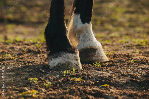 Close-up of the hooves of an unshod horse. photo