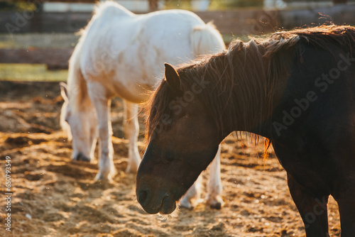 Portrait of working horses in a paddock at sunset. Horses rest after work. photo