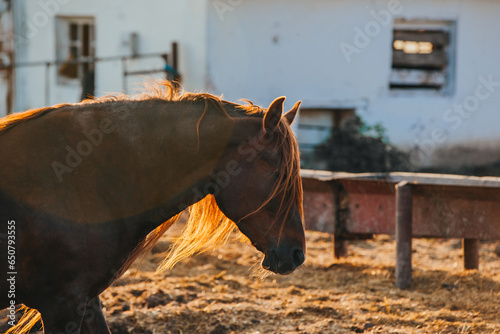 Close-up portrait of a working horse at sunset. photo