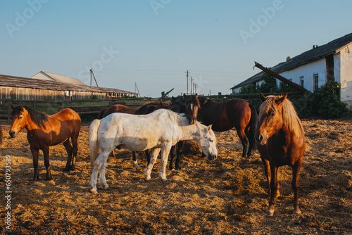 Slika na platnu Horses in a paddock at a ranch.