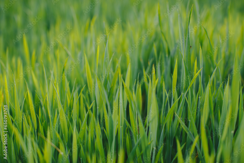Sunset on a field of green wheat. Freshly sprouted wheat close-up.