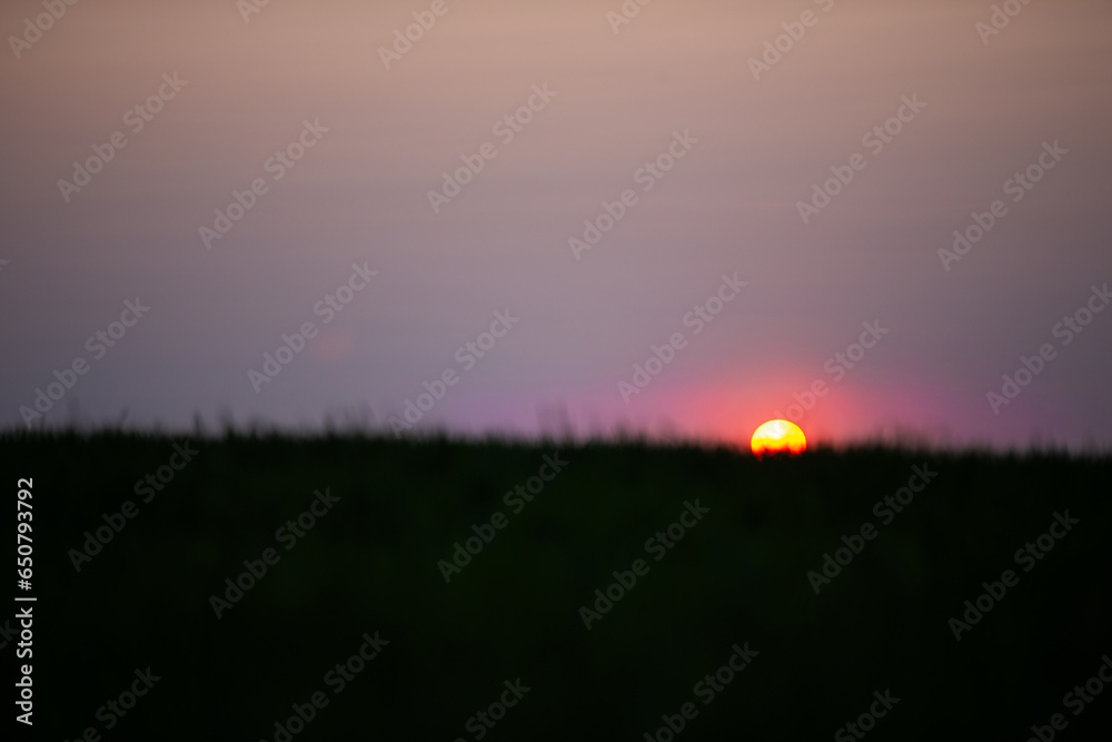 Obraz premium Sunset on a field of green wheat. Freshly sprouted wheat close-up.