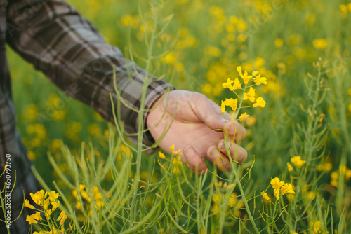 A farmer checks rape blossoms in a field. A close-up of a rapeseed flower in a hand. © dsheremeta