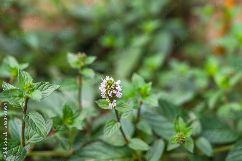 薄紫のスペアミントの花