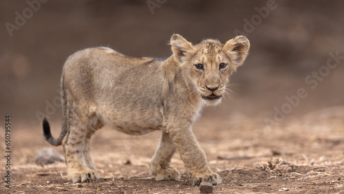 Quadro em tela Lion Cub Captured At Gir National Park