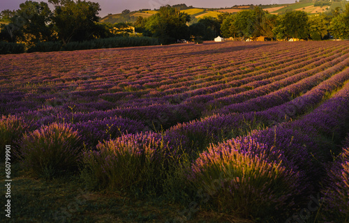 In Italy, the lavender plants, with their delicate purple blossoms, stretch as far as the eye can see, forming a sea of purple waves that ripple gently in the evening breeze. The vibrant purple color 