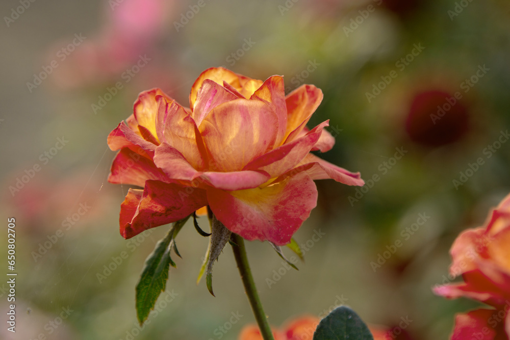 Pink roses blooming in garden. Flower wallpaper. Pink roses blooming in garden. Flower wallpaper.