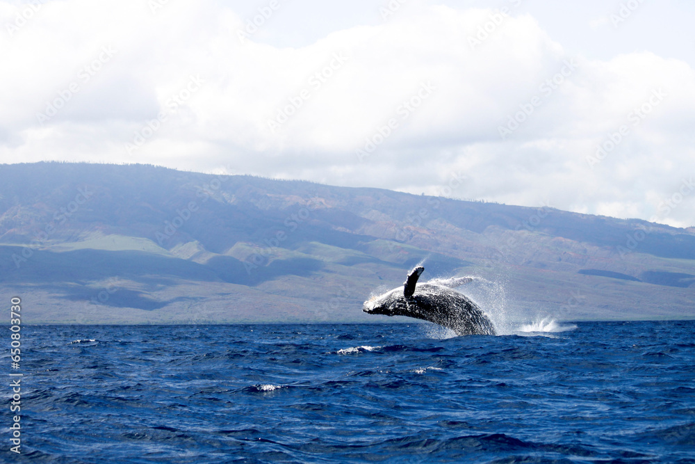 Naklejka premium Whale in Breach