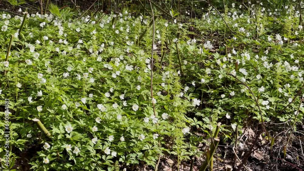A close up view of white anemone flowers in the first days of spring in a natural park in sunny weather, bright greenery A close up view of white anemone flowers in the first days of spring in a natural park in sunny weather, bright greenery
