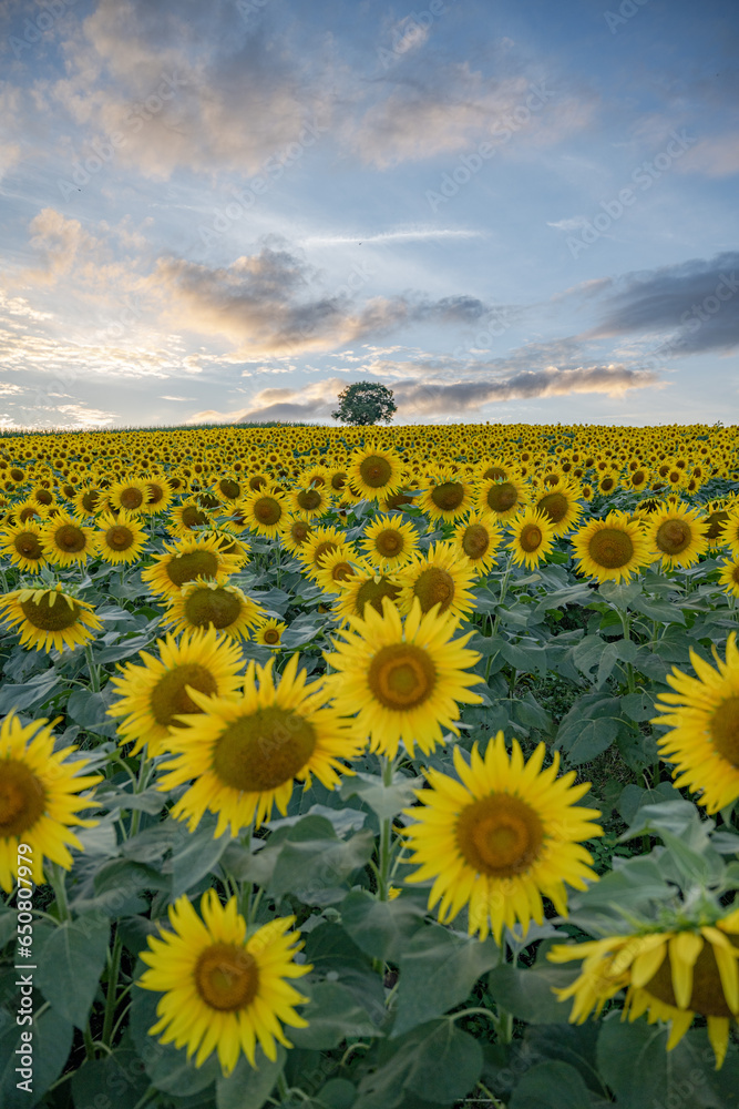 Fototapeta premium field of sunflowers