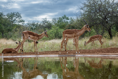 Small group of Common Impala watherhole scenery in Kruger National park, South Africa ; Specie Aepyceros melampus family of Bovidae photo