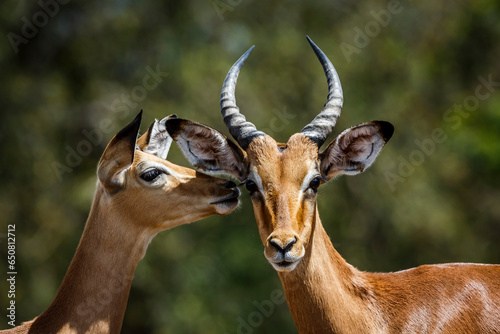Couple of Common Impala portrait bonding in Kruger National park, South Africa ; Specie Aepyceros melampus family of Bovidae