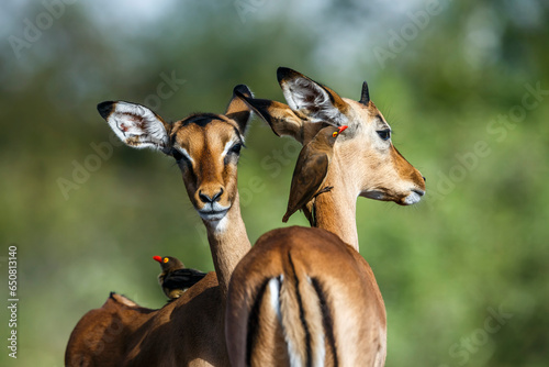 Two Common Impala portrait with Red billed Oxpecker in Kruger National park, South Africa ; Specie Aepyceros melampus family of Bovidae  and Specie Buphagus erythrorhynchus family of Buphagidae photo