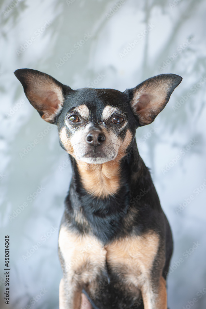 Portrait of a dog, cute toy terrier, looking at the camera