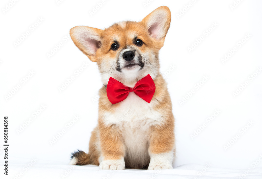 Welsh Corgi dog on a white background