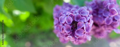 Delicate lilac on green, natural background, space for text, postcard