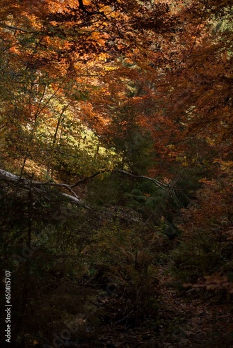 View on forest with trees in autumn in sunset light in mountains