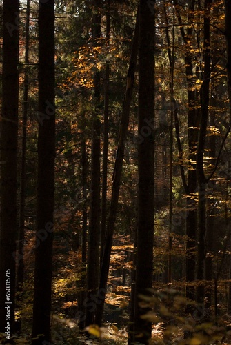 View of forest with fir trees in autumn in sunset light