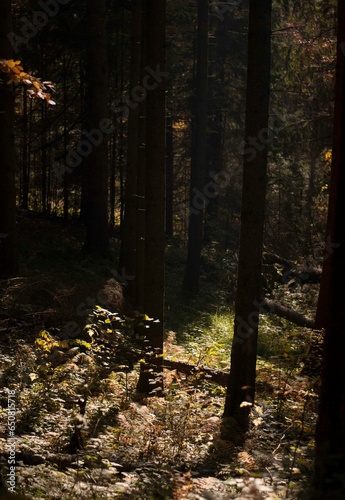 View of forest with fir trees in autumn in sunset light in mountains