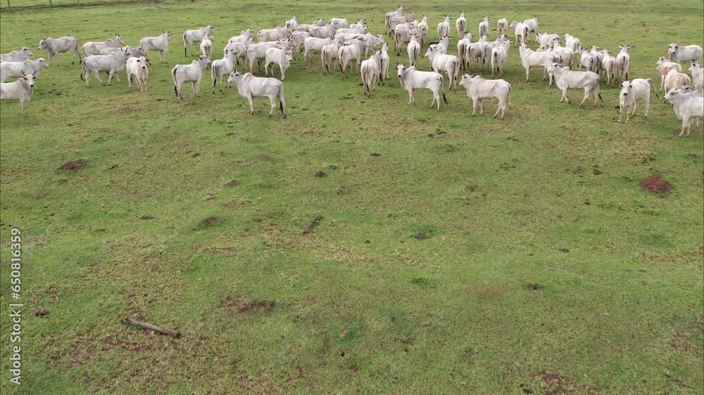 Brazilian Nellore cattle on a farm. Aerial view Brazilian Nellore cattle on a farm. Aerial view