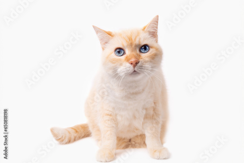 Blue eyes mixed breed playful cat isolated on white background.