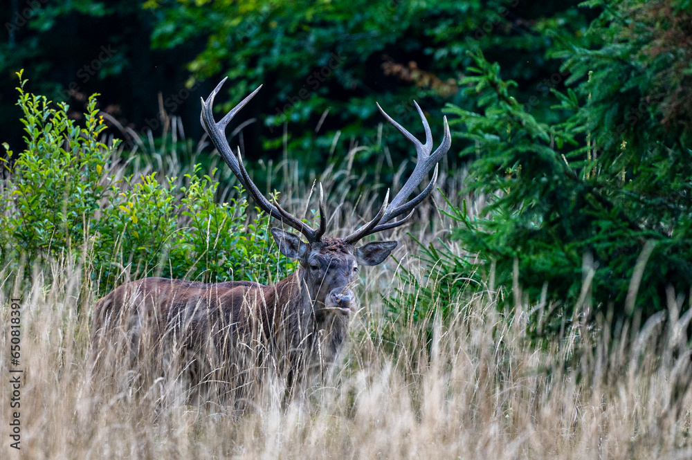 Naklejka premium Red Deer (Cervus elaphus) stag during the rutting season. Bieszczady Mts., Carpathians, Poland.