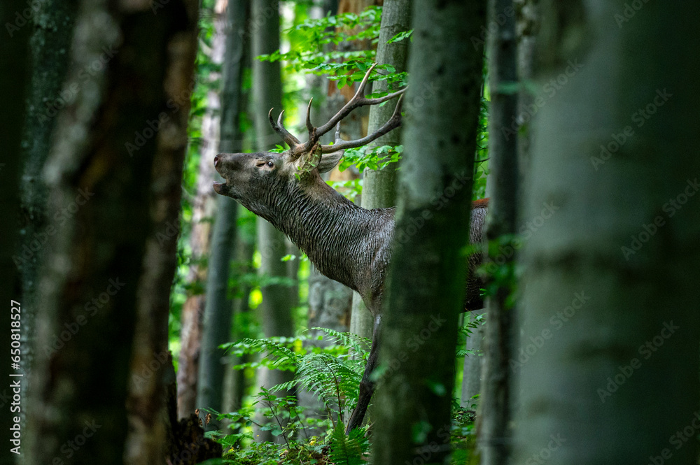 Obraz premium Red Deer (Cervus elaphus) stag during the rutting season. Bieszczady Mts., Carpathians, Poland.
