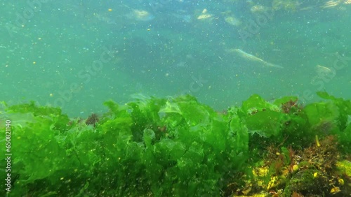 Underwater landscape of the Black Sea, green and red algae on the stones photo
