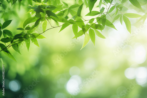 Organic Harmony: Green Leaves and Sunlight on a Green Tree Background. Blurred background. Empty black space for logo text message