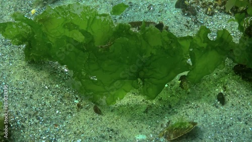 Rockpool shrimp (Palaemon elegans), shrimp cling to Ulva algae thalli during a storm, Black Sea photo
