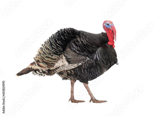 walking male bronze turkey isolated on white background