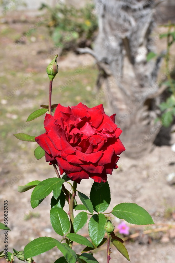 Obraz premium Rosa roja en el parque en un primer plano de un día soleado.