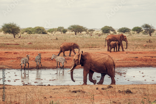 Photography elephants and zebras in the water